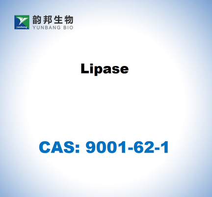 CAS 9001-62-1 Λιπάση από Candida rugosa