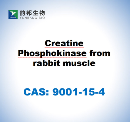 CAS 9001-15-4 Φωσφοκινάση κρεατίνης από μυς κουνελιού