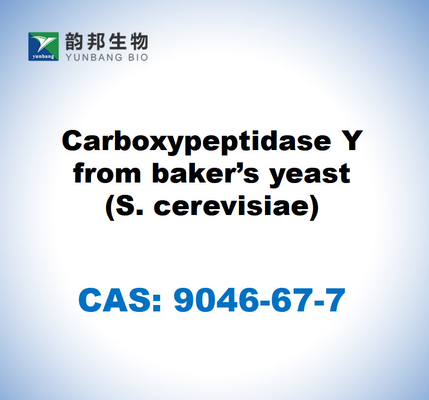 CAS 9046-67-7 Καρβοξυπεπτιδάση Y από μαγιά ψωμιού (S. cerevisiae)