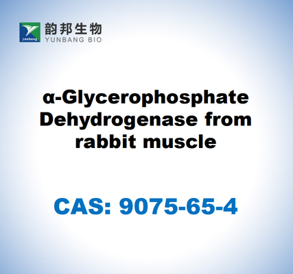 CAS 9075-65-4 α-γλυκεροφωσφορική αφυδρογονάση από μυς κουνελιού