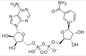 Nicotinamide NAD β Dinucleotide αδενίνης λυοφιλοποιημένο ένυδρη ουσία CAS 53-84-9