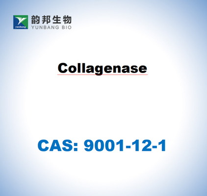CAS 9001-12-1 Κολλαγονάση Τύπου Ι από Clostridium histolyticum