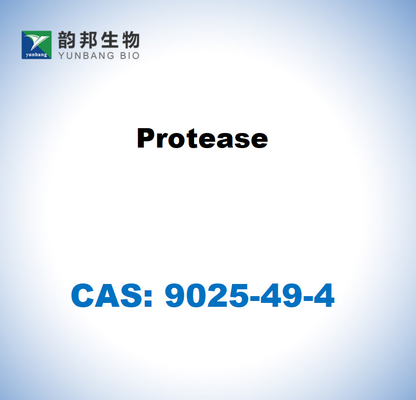 CAS 9025-49-4 Πρωτεάση από Aspergillus saitoi