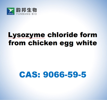 CAS 9066-59-5 Λυζοζύμη χλωριούχο σχήμα από λευκό αυγού κότας