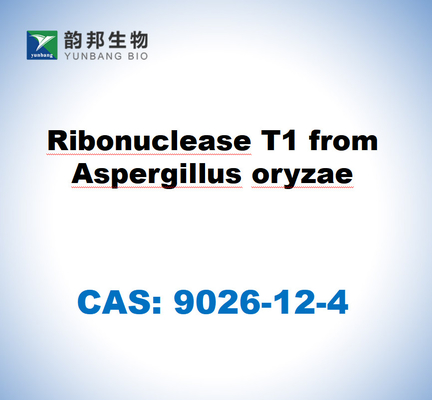 CAS 9026-12-4 Ριβονουκλεάση T1 από Aspergillus oryzae