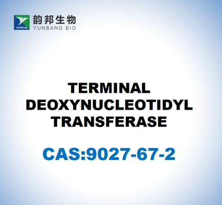 CAS 9027-67-2 ΤΕΡΜΙΝΑΛΗ ΔΕΟΞΥΝΟΥΚΛΕΟΤΙΔΥΛΙΚΗ Μεταφορά