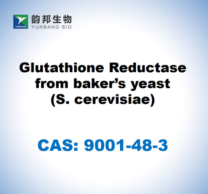 CAS 9001-48-3 Glutathione reductase από μαγιά αρτοποιού (S. cerevisiae)